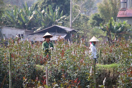 Gái đảm lên núi trồng hoa hồng, lãi hơn 300 triệu đồng mỗi năm - 6