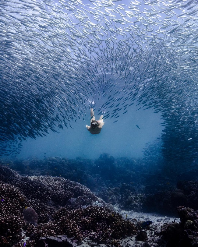 Đám mây đen phía thực chất là hàng triệu con cá nhỏ đang bơi dày đặc. Trải nghiệm lặn biển kiểu này chỉ có ở Moalboal.