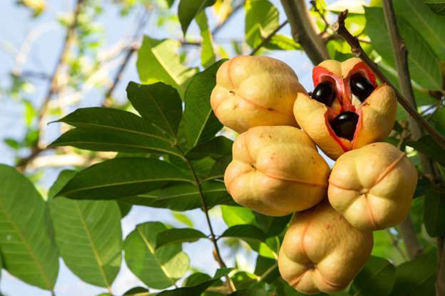 14. Ackee là loại quả rất được yêu thích ở Jamaica. Loại quả này chỉ ăn được khi đã chín hoàn toàn và được chế biến đúng cách. Ăn sai cách thì độc tố trong trái cây này có thể dẫn đến nôn mửa nghiêm trọng và thậm chí dẫn đến tử vong.