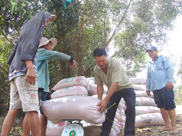 Doanh nghiệp thu mua “bẻ kèo”, lúa tràn đồng ra đến bờ kênh - 2