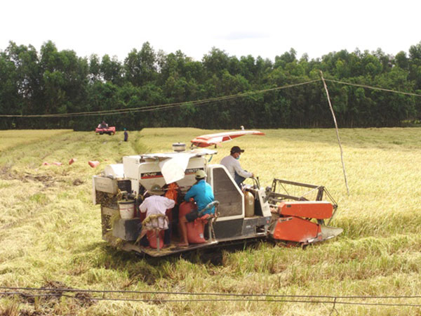 Doanh nghiệp thu mua “bẻ kèo”, lúa tràn đồng ra đến bờ kênh - 4