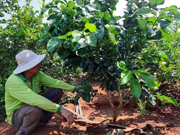 Lạ đời, vẫn thu tiền tỷ trên vùng đất chó ăn đá gà ăn sỏi - 7