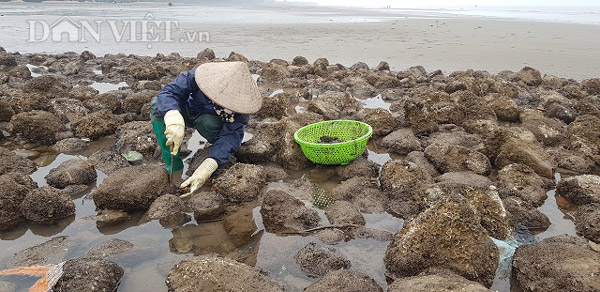 Nam Định: Săn &#34;lộc biển&#34; bé tin hin, bám ở đá, kiếm nửa triệu/ngày - 1