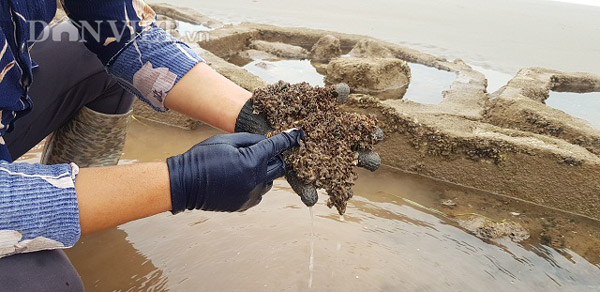 Nam Định: Săn &#34;lộc biển&#34; bé tin hin, bám ở đá, kiếm nửa triệu/ngày - 2