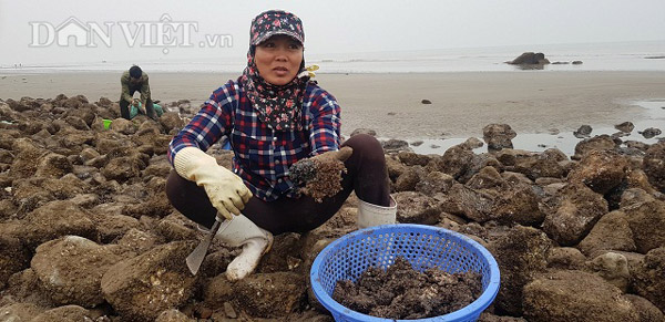 Nam Định: Săn &#34;lộc biển&#34; bé tin hin, bám ở đá, kiếm nửa triệu/ngày - 3