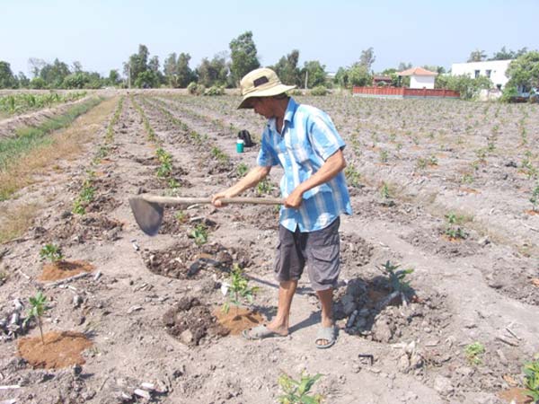 Thu hàng tỷ đồng từ trồng mai vàng đón đầu dự án quy hoạch - 1