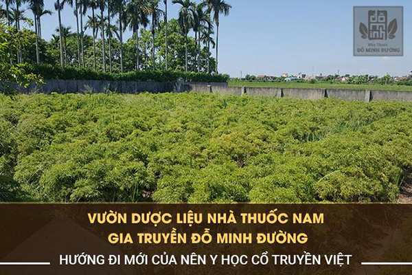 Nhà thuốc Đỗ Minh Đường phát triển nguồn dược liệu sạch, mục tiêu chăm sóc sức khỏe người Việt - 1