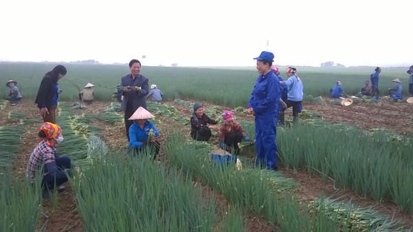 Đưa cà rốt, hành lá sấy khô đi Nhật, Hàn, nông dân bỏ túi nghìn tỷ - 8