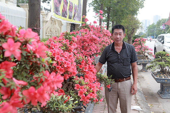 Anh Thành, thị trấn Sa Pa (Lào Cai), chủ nhân của cây đỗ quyên cho biết, đây là những đỗ quyên đẹp nhất trong vườn cây đỗ quyên của anh mang xuống triển lãm tại Bắc Ninh. Hiện tại, trên Lào Cai, anh có khoảng 300 cây, toàn cây có tuổi đời lâu năm.
