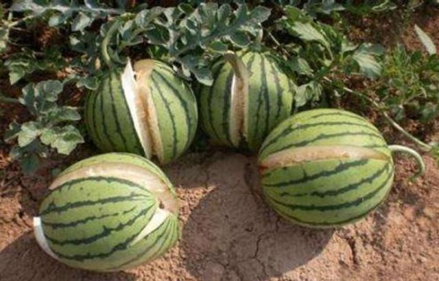 Dù có khát đến mấy du khách cũng chớ ăn loại dưa hấu mọc hoang trên sa mạc - 5