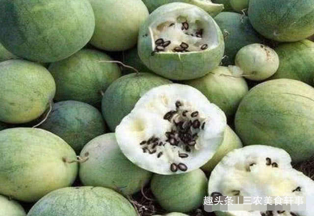 Dù có khát đến mấy du khách cũng chớ ăn loại dưa hấu mọc hoang trên sa mạc - 4