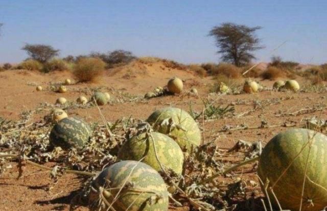 Dù có khát đến mấy du khách cũng chớ ăn loại dưa hấu mọc hoang trên sa mạc - 2