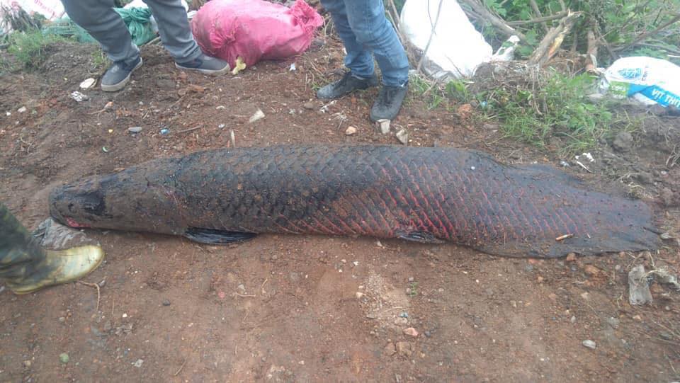 Hà Nội: Thực hư người dân bắt được cá hải tượng “khủng” trên sông Nhuệ - 1