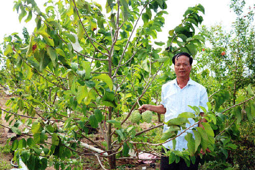 Người gieo màu xanh no ấm trên vùng đất khó: Thu nhập 1 tỷ đồng/năm - 1