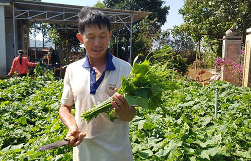 &#34;Bắt tay&#34; doanh nghiệp làm rau bài bản, bán được giá mơ ước - 2