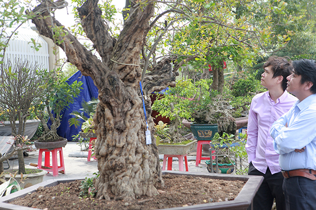 Anh Lê Minh (Bắc Ninh), cho biết, anh chưa bao giờ thấy một cây lựu ăn quả mà to như vậy, đặc biệt thân xù xì chứng tỏ cây đã rất lâu năm và có giá trị