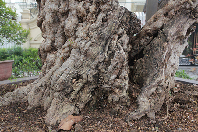 Theo chủ sở hữu cây lưu cổ, hiện tại đây là cây thạch lựu bì (ăn quả) to thứ nhì trên thế giới, trên vườn ở Sa Pa có cây lớn nhất thế giới với đường kính gốc gần 90cm. Bên Trung Quốc cũng có loại lựu này nhưng không có cây nào to như thế.