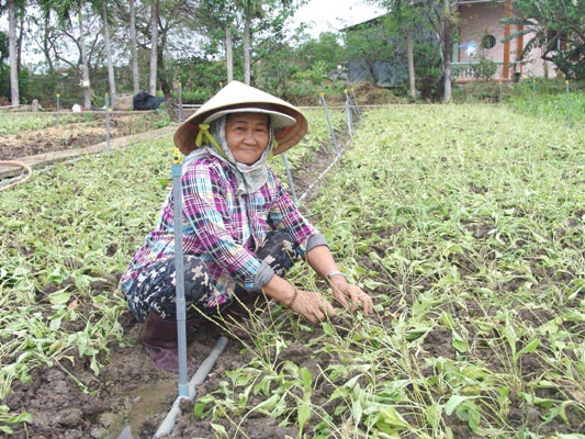 Nắng nóng, giá rau mát lên “đỉnh”, nông dân hốt bạc triệu mỗi ngày - 3