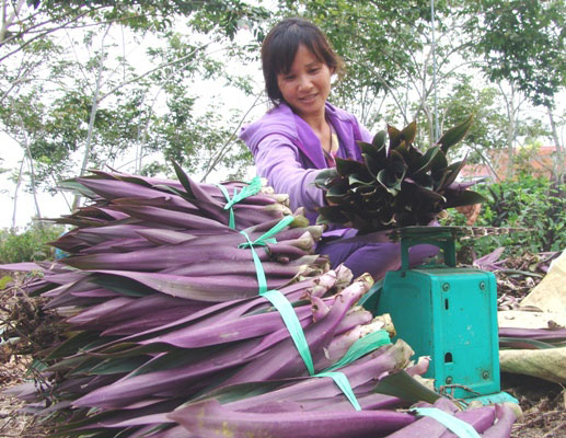 Nắng nóng, giá rau mát lên “đỉnh”, nông dân hốt bạc triệu mỗi ngày - 4