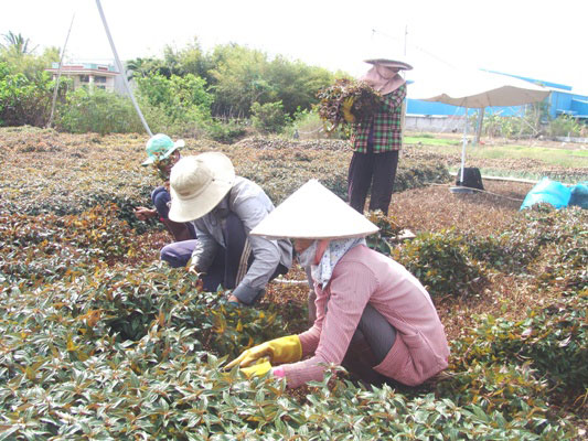 Nắng nóng, giá rau mát lên “đỉnh”, nông dân hốt bạc triệu mỗi ngày - 5