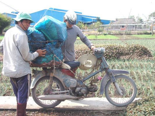 Nắng nóng, giá rau mát lên “đỉnh”, nông dân hốt bạc triệu mỗi ngày - 6