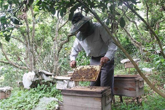 Rong ruổi theo những mùa hoa, thu vài trăm triệu/năm từ “lộc trời” - 3