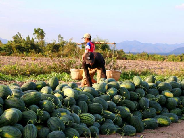 Gia Lai: Khốn khổ, dưa hấu được mùa, giang hồ tranh nhau bảo kê