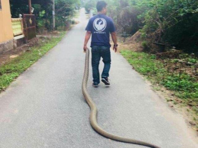 Malaysia: Bắt hổ mang chúa khổng lồ dài 4m bằng tay không, kéo lê trên đường