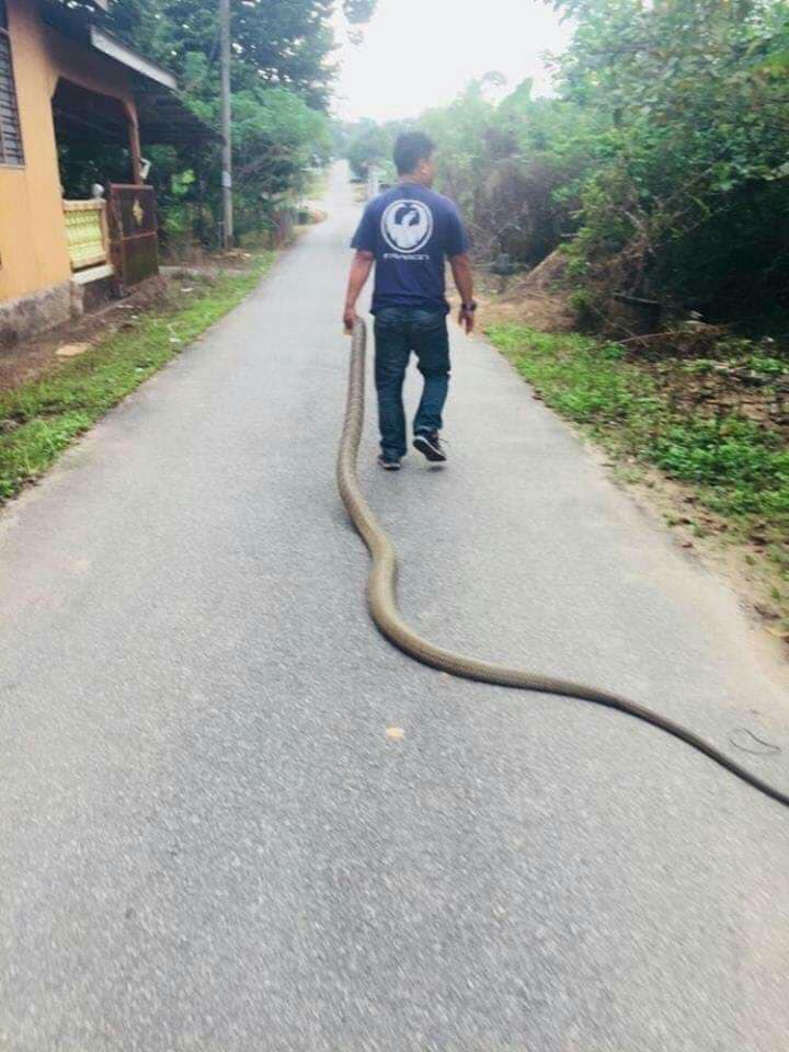 Malaysia: Bắt hổ mang chúa khổng lồ dài 4m bằng tay không, kéo lê trên đường - 1