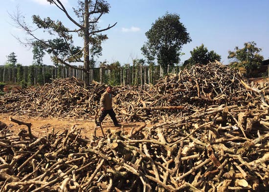 Càng làm càng lỗ, nông dân &#34;tháo chạy&#34; khỏi cây tỷ đô cà phê - 2