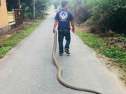 Thế giới - Malaysia: Bắt hổ mang chúa khổng lồ dài 4m bằng tay không, kéo lê trên đường