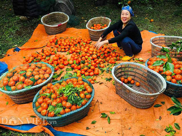 “Bảo bối” trăm năm cất giấu cực kĩ trên núi của dân đảo Bản Sen - 2