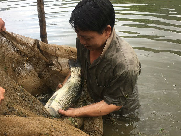 Nơi rừng không mông quạnh, lão nông nuôi cá bằng cỏ, lá... - 3