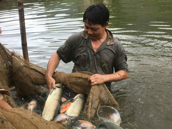 Nơi rừng không mông quạnh, lão nông nuôi cá bằng cỏ, lá... - 5