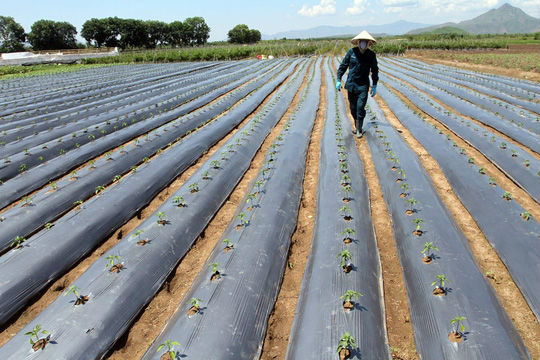 Trồng ớt Hàn Quốc, nông dân miền núi Ninh Thuận lãi đậm - 2