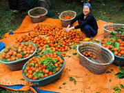 Thị trường - Tiêu dùng - “Bảo bối” trăm năm cất giấu cực kĩ trên núi của dân đảo Bản Sen