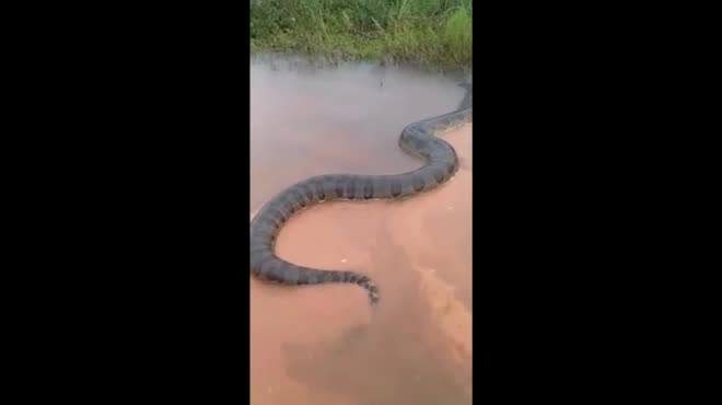 Video: Trăn Nam Mỹ khổng lồ, to lớn chưa từng thấy bơi trên sông Brazil - 1