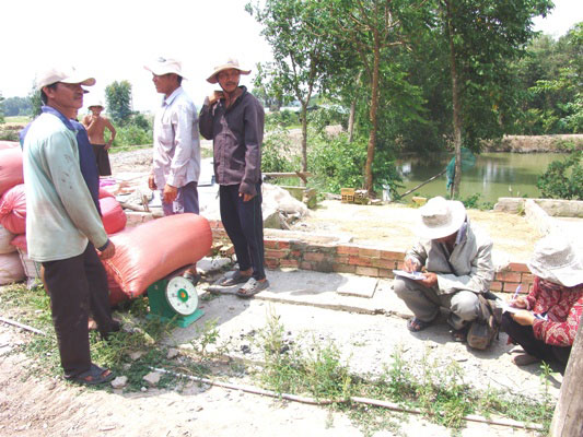 Trồng lúa thơm ngồi “rung đùi” chờ cắt lúa bán cho thương lái - 2