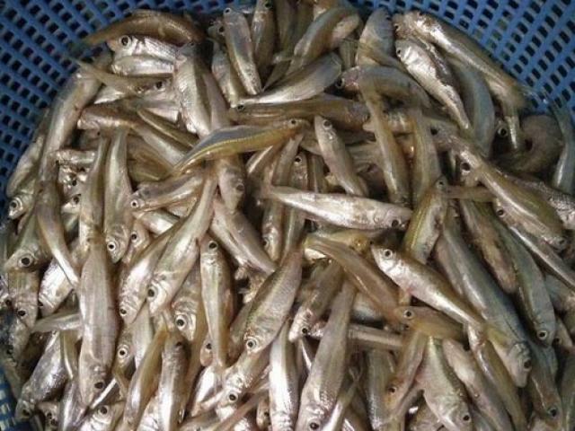 Cá còm xứ Nghệ: Đặc sản đất Việt ”vét túi” dân sành ăn