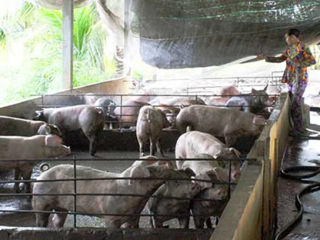 Thị trường thịt heo “phấp phỏng”, dịch tả lợn châu Phi đi qua giá sẽ nhảy vọt?