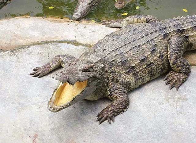Cá sấu nướng nguyên con của người Philippines khiến ai cũng kinh hãi khi nhìn thấy - 1