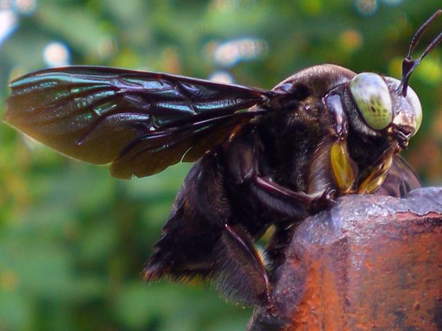 Tưởng như đã tuyệt chủng, loài ong lớn nhất thế giới ”lộ diện” sau 38 năm mất tích