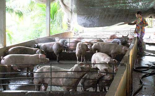 Thị trường thịt heo “phấp phỏng”, dịch tả lợn châu Phi đi qua giá sẽ nhảy vọt? - 1