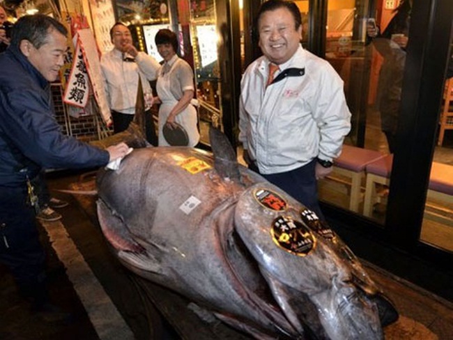 Năm 2012, trong phiên đấu giá cá ngừ đầu năm ở chợ Tsukiji, Nhật Bản, một con cá nặng 269kg được mua với giá 736.500 USD (~17,1 tỷ đồng).