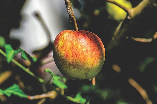 3. Hạt táo có chứa xyanua, một chất rất độc hại. Xyanua chứa trong hạt, vì vậy hãy chắc chắn rằng bạn bỏ phần lõi khi ăn loại quả này. Một vấn đề nghiêm trọng hơn là thuốc trừ sâu bám vào vỏ táo trong quá trình bảo quản. Vì vậy, hãy rửa trái cây này thật kỹ để loại bỏ lớp phủ sáp để có bảo vệ sức khỏe bản thân.