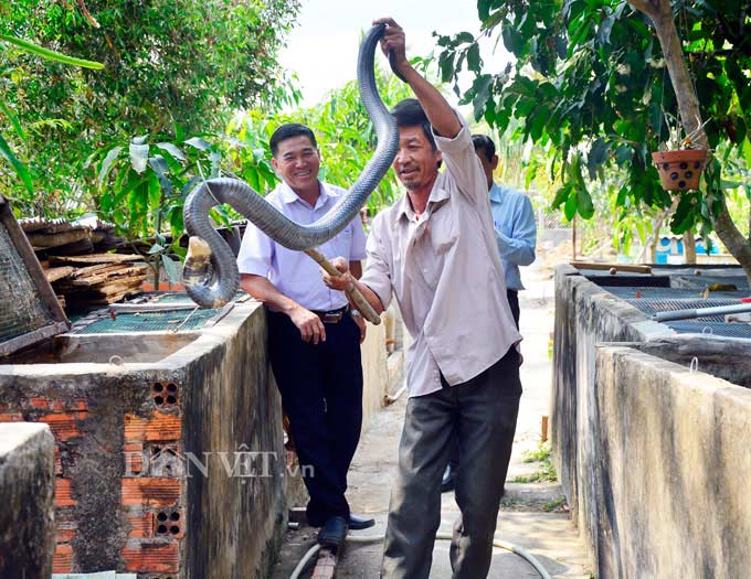 Kiên Giang: 5 năm nuôi mãng xà cực độc, bị cắn bao lần nhưng vẫn mê - 1