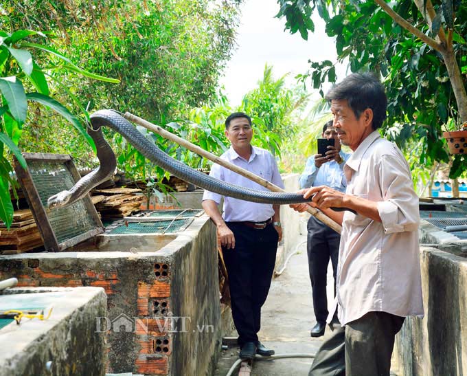 Kiên Giang: 5 năm nuôi mãng xà cực độc, bị cắn bao lần nhưng vẫn mê - 5