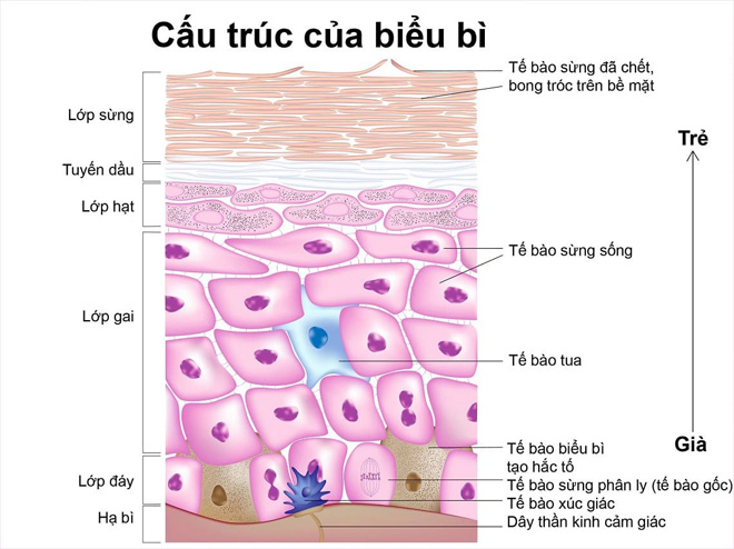 Phương pháp xoắn kép đa tầng khắc chế nám – đột phá mới của ngành Y học - 1