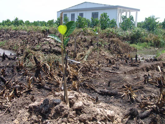 Tiền Giang: Nỗi lo nông dân phá khóm trồng mít Thái tràn lan - 2