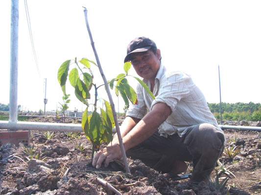 Tiền Giang: Nỗi lo nông dân phá khóm trồng mít Thái tràn lan - 4